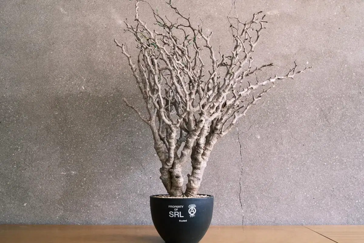 네이버후드 SRL X LFE, ROTARY WOOD STAND | 브랜드 중고거래 플랫폼